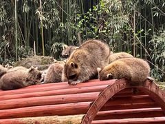 -杭州野生动物世界