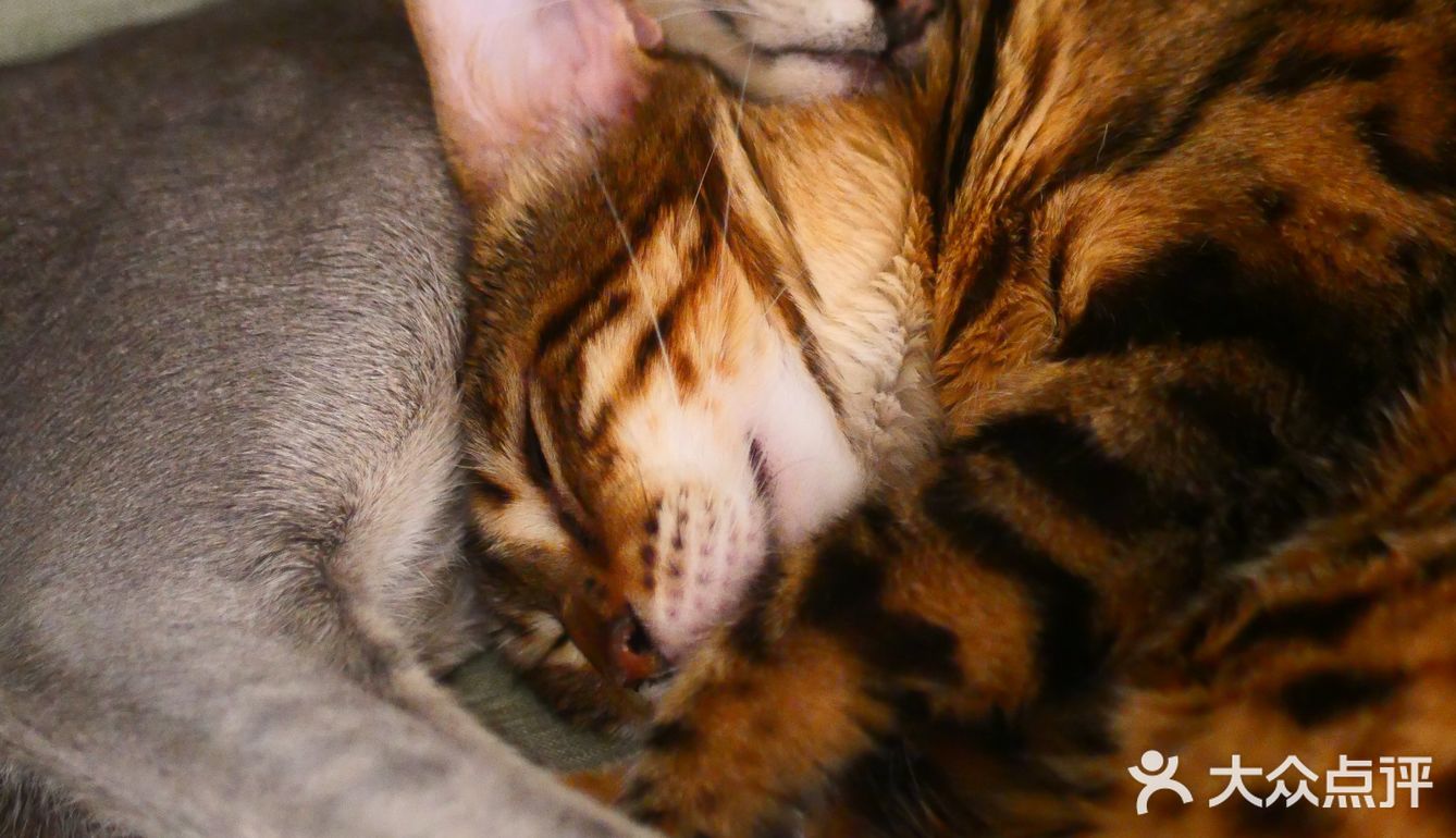 猫咖还能打桌游，这也太治愈了 