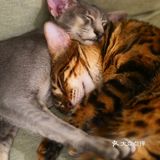 猫咖还能打桌游，这也太治愈了 