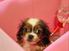 -翊宠yipet猫狗购宠庄园犬舍•猫舍