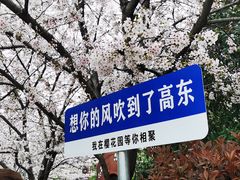 -高东镇樱花园