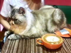 -猫色咖啡·猫咖