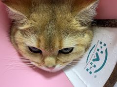 -谐和益家动物医院·免疫绝育·血液透析·宠保定点医院(高新伊藤分院)