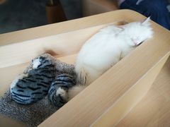 -瞄一喵猫咖(格力海岸店)