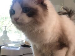-糯米喵星人总部直营旗舰店·猫舍·幼猫出售