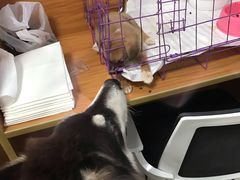 -瑞派雷欧宠物医院·中兽医·眼科·急重症转诊中心(黄台店)