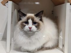 -喵喵咪呀布偶猫咖(春熙路店)