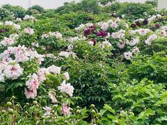 -曹州百花园