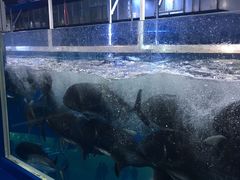 -迪拜水族馆及水下动物园