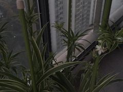 -新湖明珠城