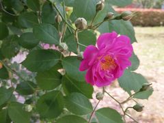 -星巴克(西藏路店)