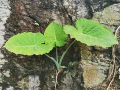 -七仙岭温泉国家森林公园