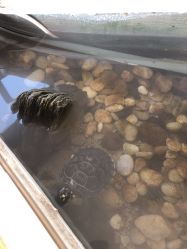 -花间禅净·瑜伽