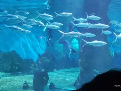 -北戴河圣蓝海洋公园