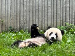 -卧龙中华大熊猫苑神树坪基地