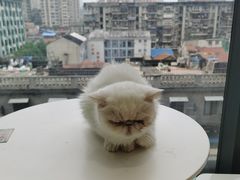 -怪兽屋·羊驼·猫咖·狗咖(俊华广场店)