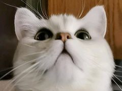 -喵百万·布偶·蓝金金渐层英短·猫舍(百子湾店)