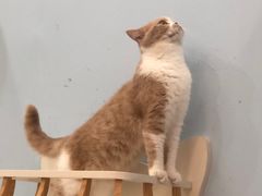 -1013 PET SHOP 宠物商店(近铁城市广场店)