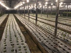 景观位-Ohkajhu Organic Farm Sansai