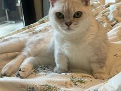 -伟伟宠物医院·瑞派猫友好医院·猫科(光谷店)
