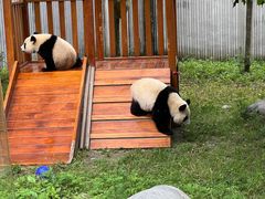 -卧龙中华大熊猫苑神树坪基地