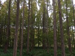 -黄海国家森林公园