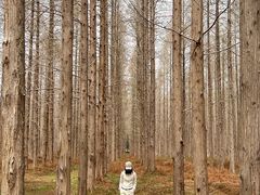 -黄海国家森林公园