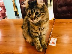 -猫小院猫主题餐厅(三里屯店)