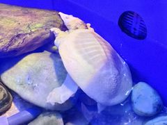 -上海海洋水族馆