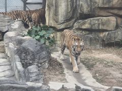 -深圳野生动物园