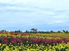 -空港花田景区