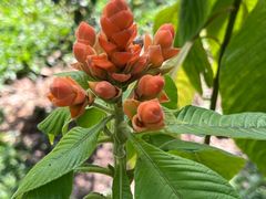 -中国科学院西双版纳热带植物园