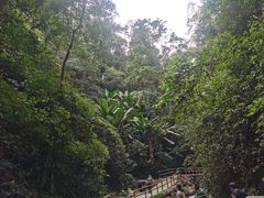 -莫里热带雨林景区
