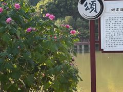 -广西壮族自治区药用植物园