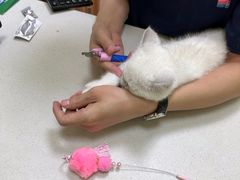 -瑞鹏宠物医院·骨科·猫科·内科(第一中心)
