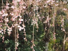 -京都御所