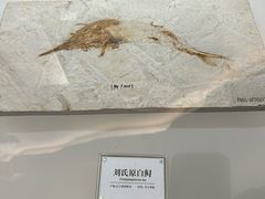 -辽宁古生物博物馆