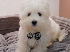 -翊宠yipet猫狗购宠庄园犬舍•猫舍