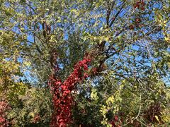 -北京西山国家森林公园