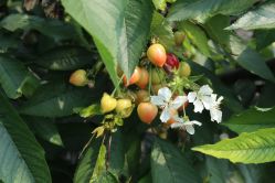 -蓝呗呗蓝莓草莓采摘园(通州区马驹桥店)