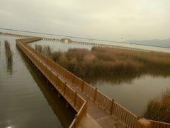 -哈素海