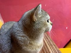 -猫色咖啡·猫咖