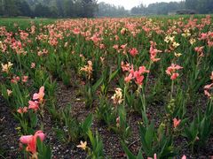 -桤木河湿地公园