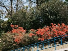 -九龙公园