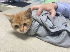 -瑞派福兴宠物医院犬猫全科·骨科·中西医结合(河东店)