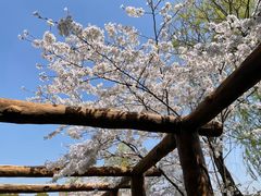 -南汇桃花村