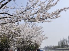 -高东镇樱花园