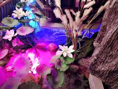 -韵秋荷(宝山龙湖天街店)