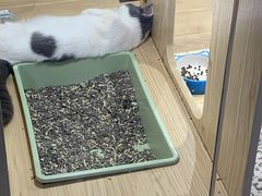-屋虎猫馆(宝安大仟里店)