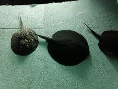 -上海海洋水族馆